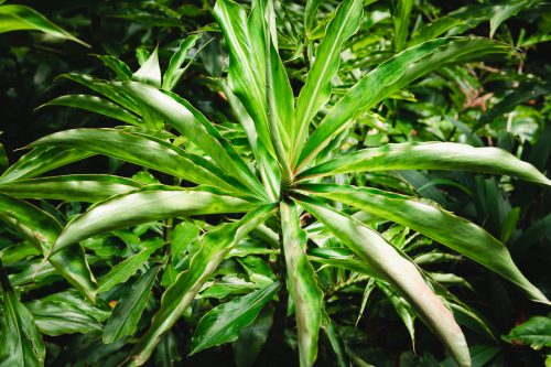 Waikamoi Nature Trail, Road to Hana, Maui