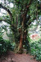 Garden of Eden, Road to Hana, Maui