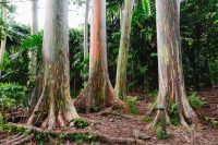 Ke’anae Arboretum