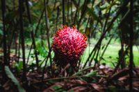 Ke’anae Arboretum