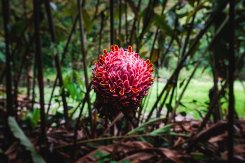 Ke’anae Arboretum