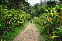 Ke’anae Arboretum