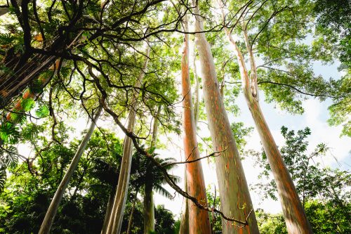 Ke’anae Arboretum