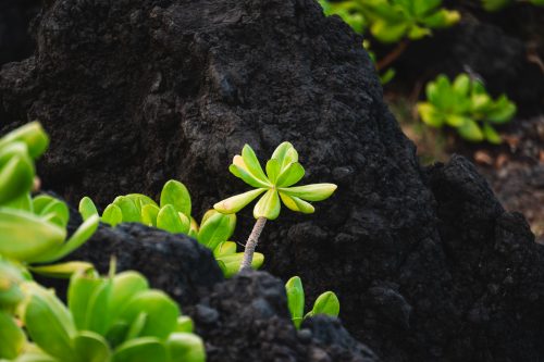 Wai’anapanapa State Park, Maui