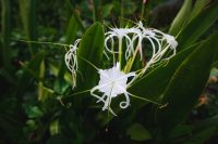 Wai’anapanapa State Park, Maui