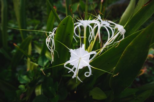 Wai’anapanapa State Park, Maui