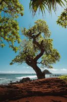 Koki Beach Park, Road to Hana, Maui