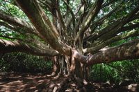 Pīpīwai Trail, Haleakalā National Park, Maui