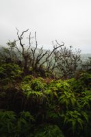 Waihe’e Ridge Trail, Maui