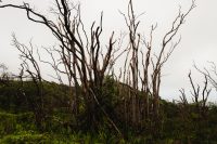 Waihe’e Ridge Trail, Maui