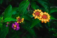 Flowers along the Ohai Trail, Maui