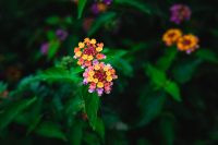 Flowers along the Ohai Trail, Maui