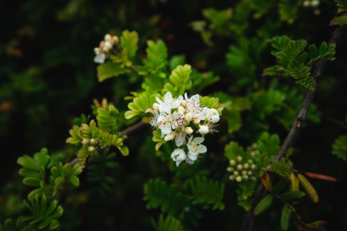 Flowers along the Ohai Trail, Maui