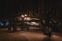 Banyan tree, Lahaina, Maui