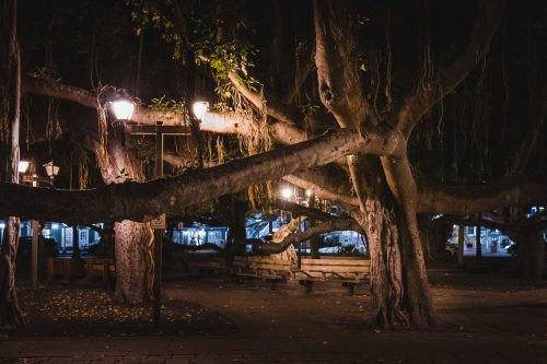 Banyan tree, Lahaina, Maui