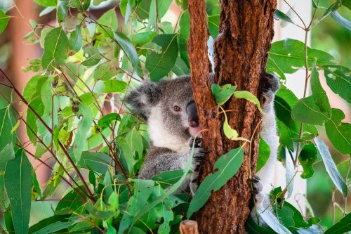 Lone Pine Koala Sanctuary