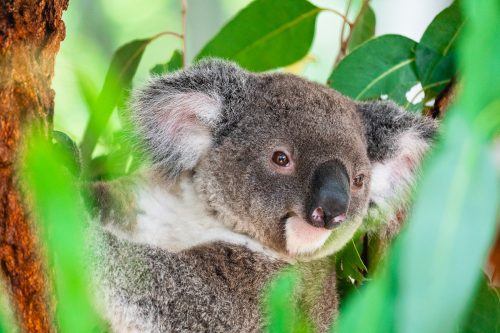 Lone Pine Koala Sanctuary