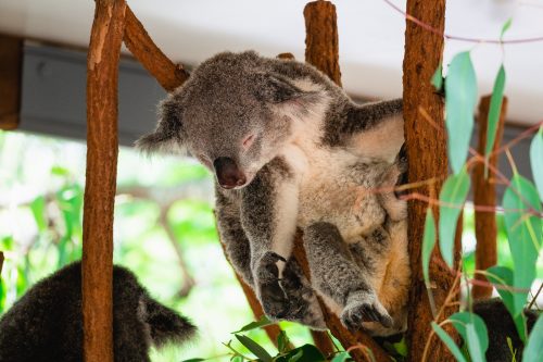 Lone Pine Koala Sanctuary