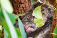 Lone Pine Koala Sanctuary