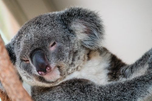 Lone Pine Koala Sanctuary