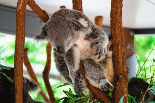 Lone Pine Koala Sanctuary