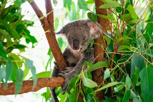 Lone Pine Koala Sanctuary