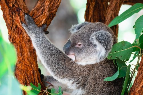 Lone Pine Koala Sanctuary