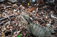 Lone Pine Koala Sanctuary