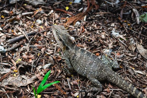 Lone Pine Koala Sanctuary