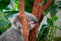 Lone Pine Koala Sanctuary