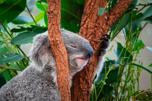 Lone Pine Koala Sanctuary