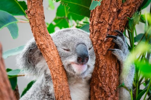 Lone Pine Koala Sanctuary