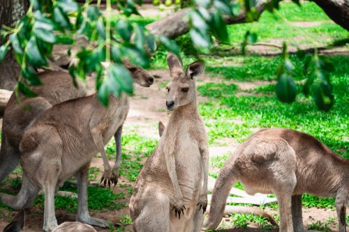 Lone Pine Koala Sanctuary