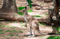 Lone Pine Koala Sanctuary