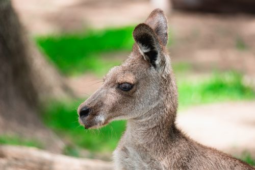 Lone Pine Koala Sanctuary