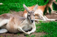 Lone Pine Koala Sanctuary