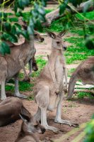 Lone Pine Koala Sanctuary