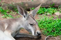 Lone Pine Koala Sanctuary