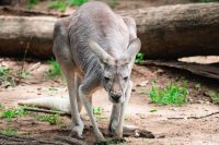 Lone Pine Koala Sanctuary