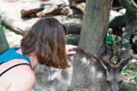 Lone Pine Koala Sanctuary