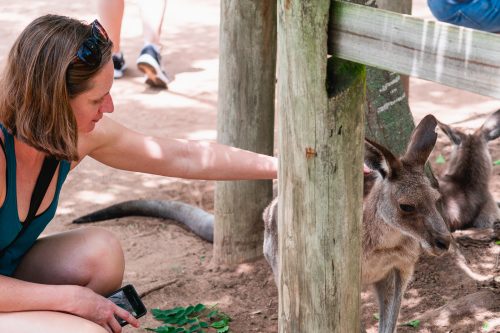 Lone Pine Koala Sanctuary