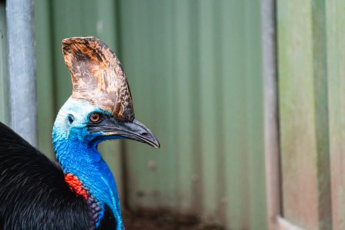 Lone Pine Koala Sanctuary