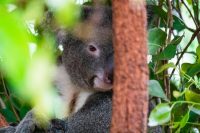 Lone Pine Koala Sanctuary