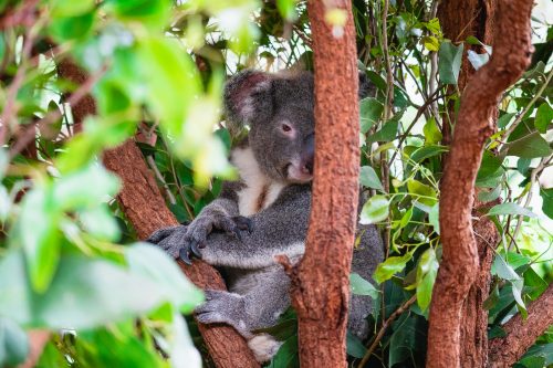 Lone Pine Koala Sanctuary