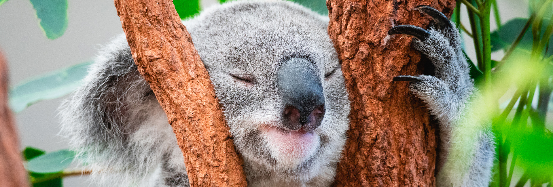 Lone Pine Koala Sanctuary