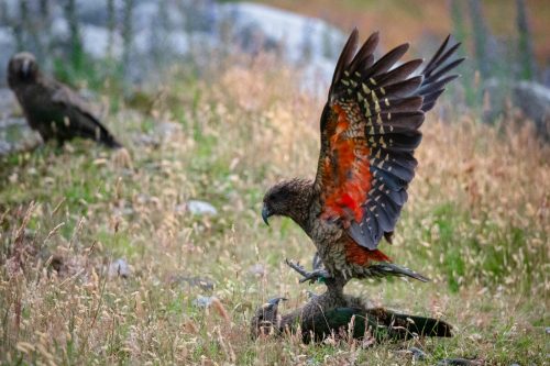 Keas (alphine parrots) mating.