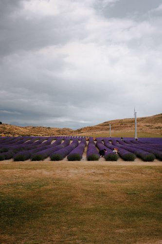 Many people pay to enter a lavender field near Aoraki/Mount Cook National Park for a selfie...