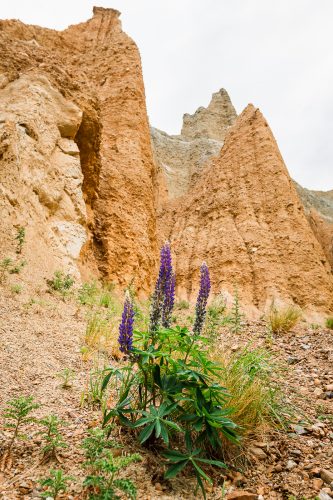 Clay Cliffs, Omarama