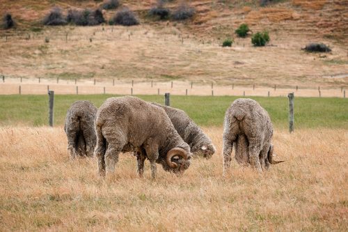 Sheep grazing near Omarama