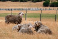 Sheep grazing near Omarama